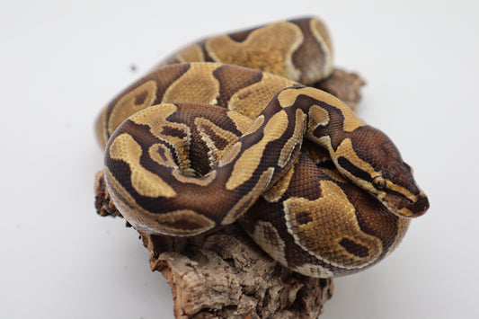 SPECIAL ENCHI - MACHO