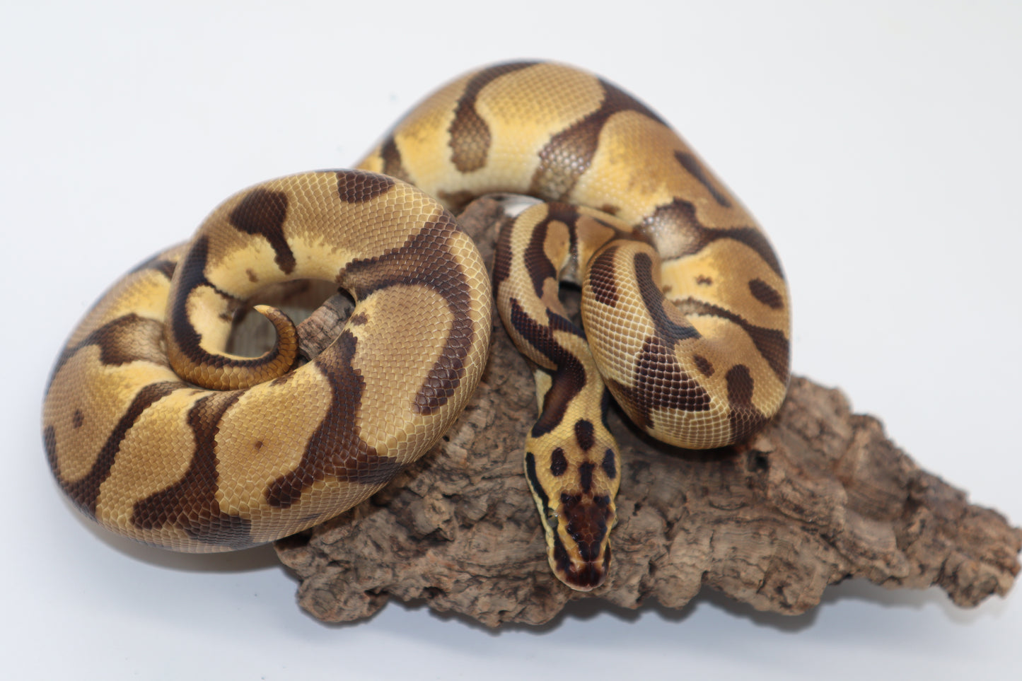 LEOPARD ENCHI PASTEL Pos. CYPRESS - MACHO