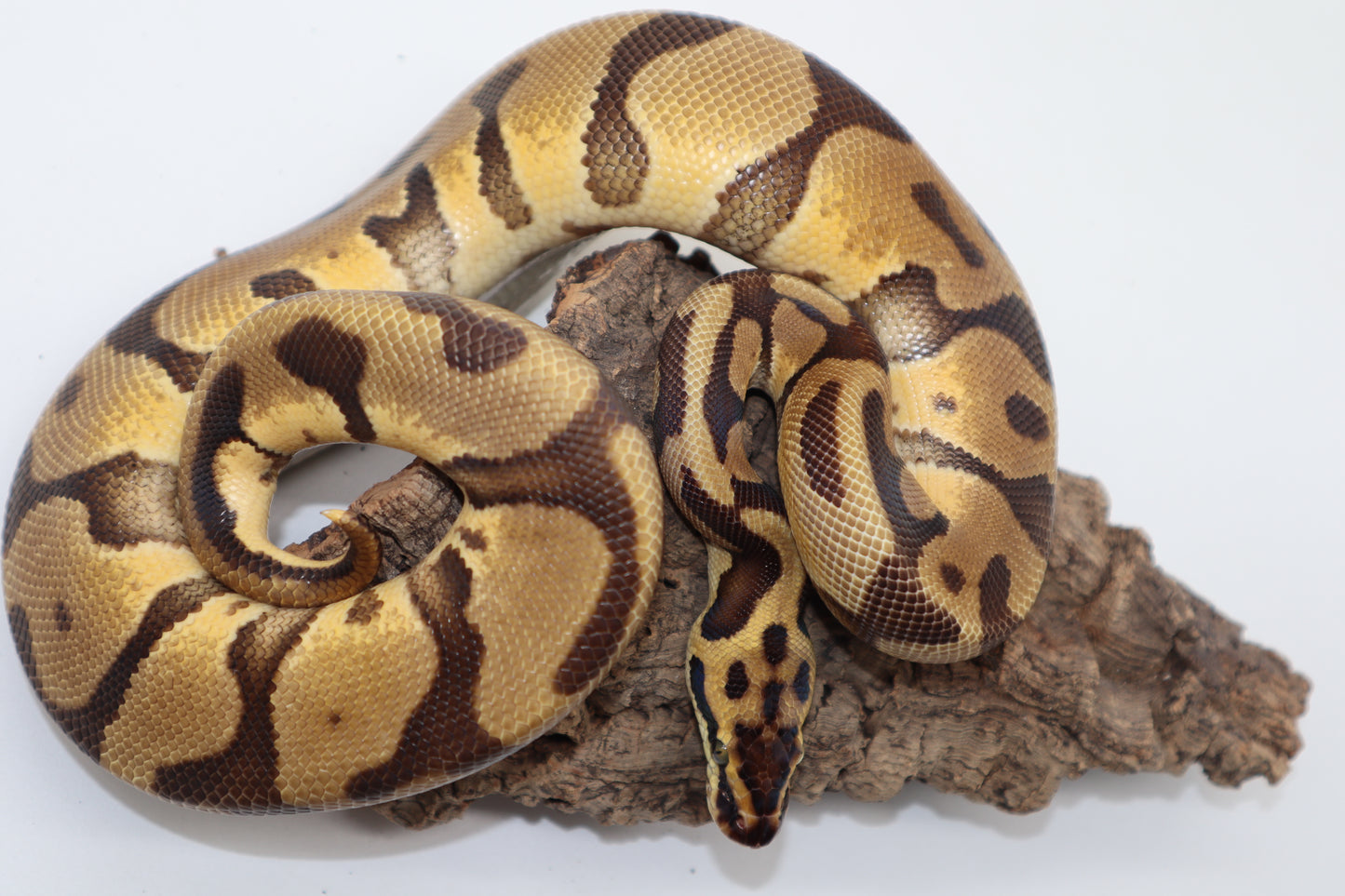 LEOPARD ENCHI PASTEL Pos. CYPRESS - MACHO