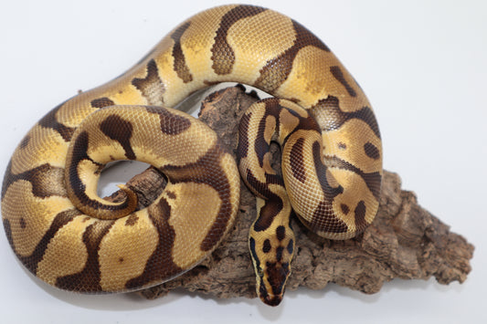 LEOPARD ENCHI PASTEL Pos. CYPRESS - MACHO