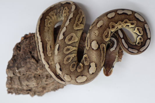 CINNAMON PASTEL DOBLE HET. HYPO PUZZLE - MACHO