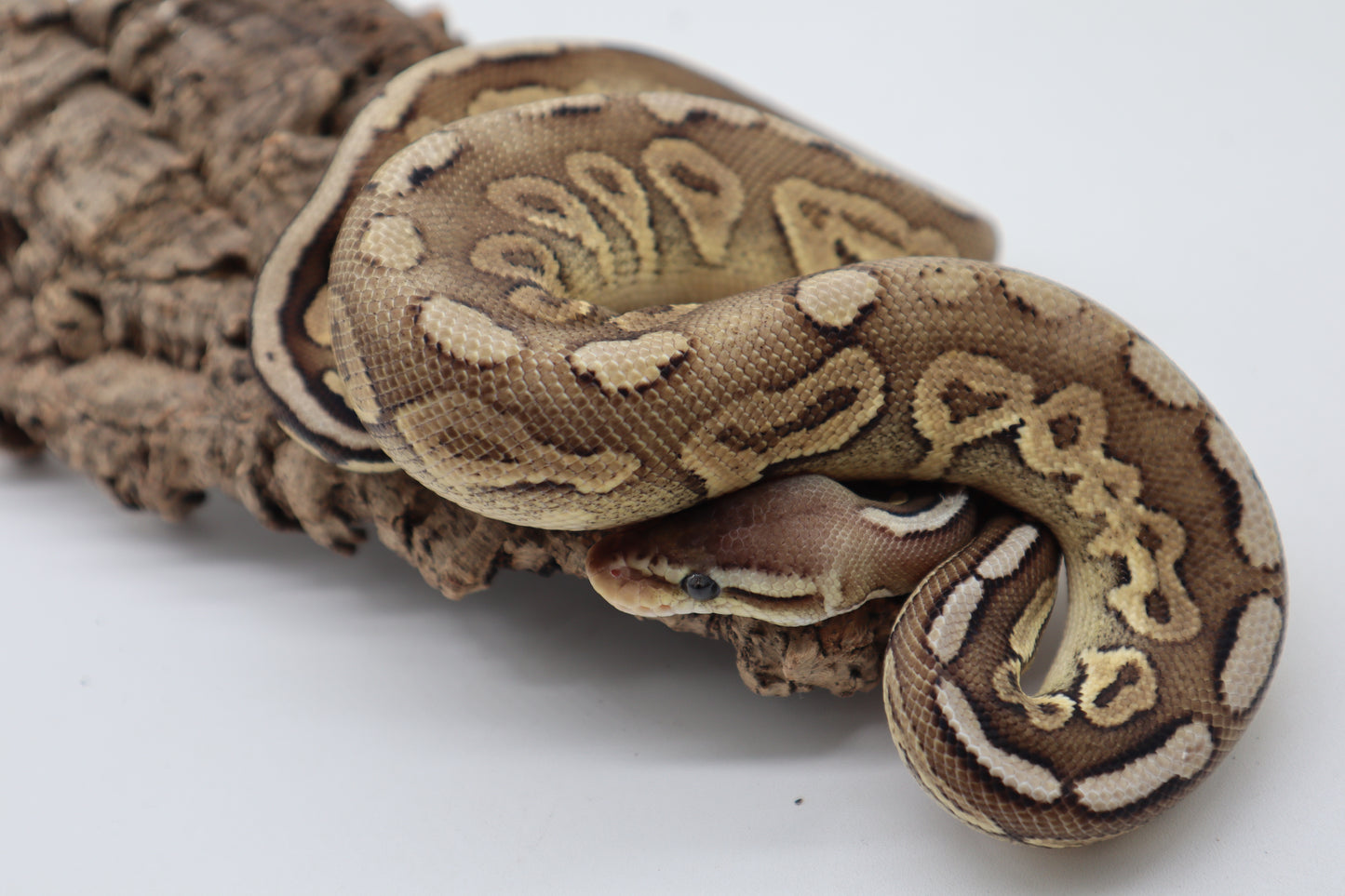 CINNAMON PASTEL DOBLE HET. HYPO PUZZLE - MACHO