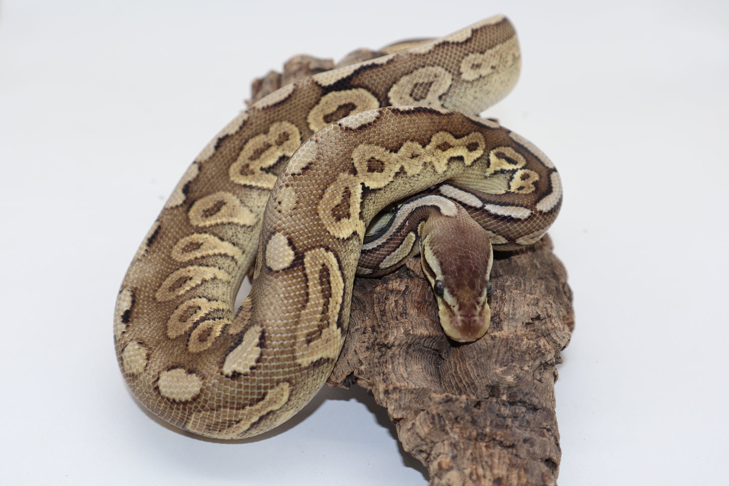 CINNAMON PASTEL DOBLE HET. HYPO PUZZLE - MACHO