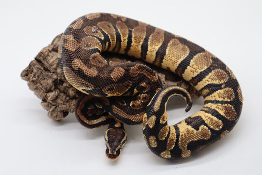 PASTEL YELLOW BELLY - MACHO