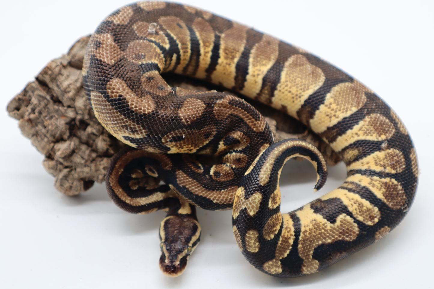 PASTEL YELLOW BELLY - MACHO
