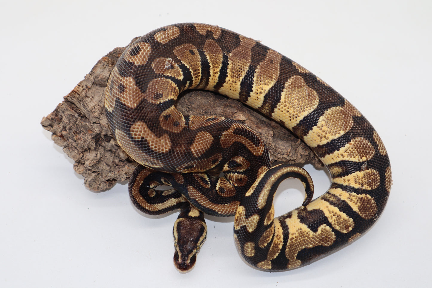 PASTEL YELLOW BELLY - MACHO