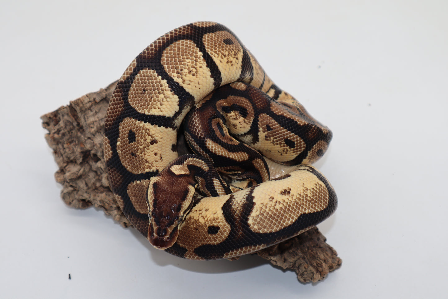 PASTEL HET. GENETIC STRIPE - MACHO
