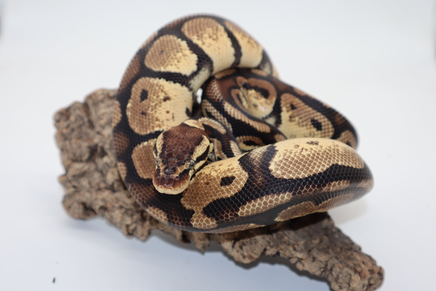 PASTEL HET. GENETIC STRIPE - MACHO