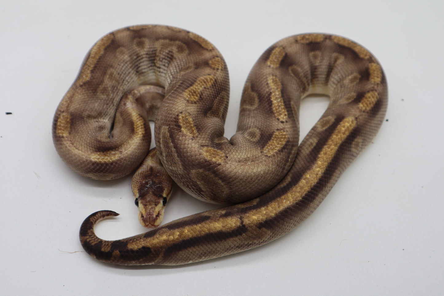 CHAMPAGNE ENCHI - HEMBRA