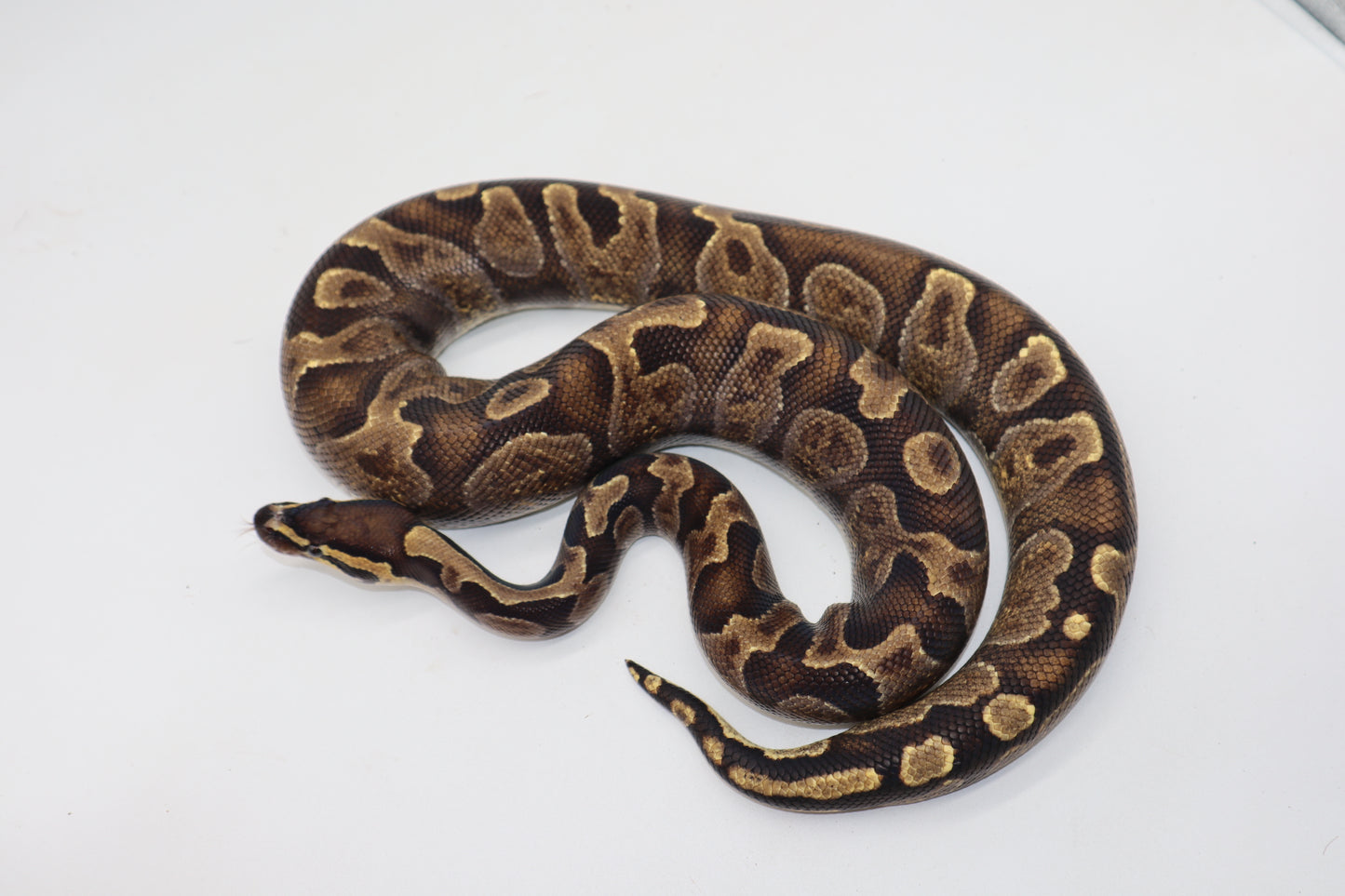 ENCHI GHI -MACHO