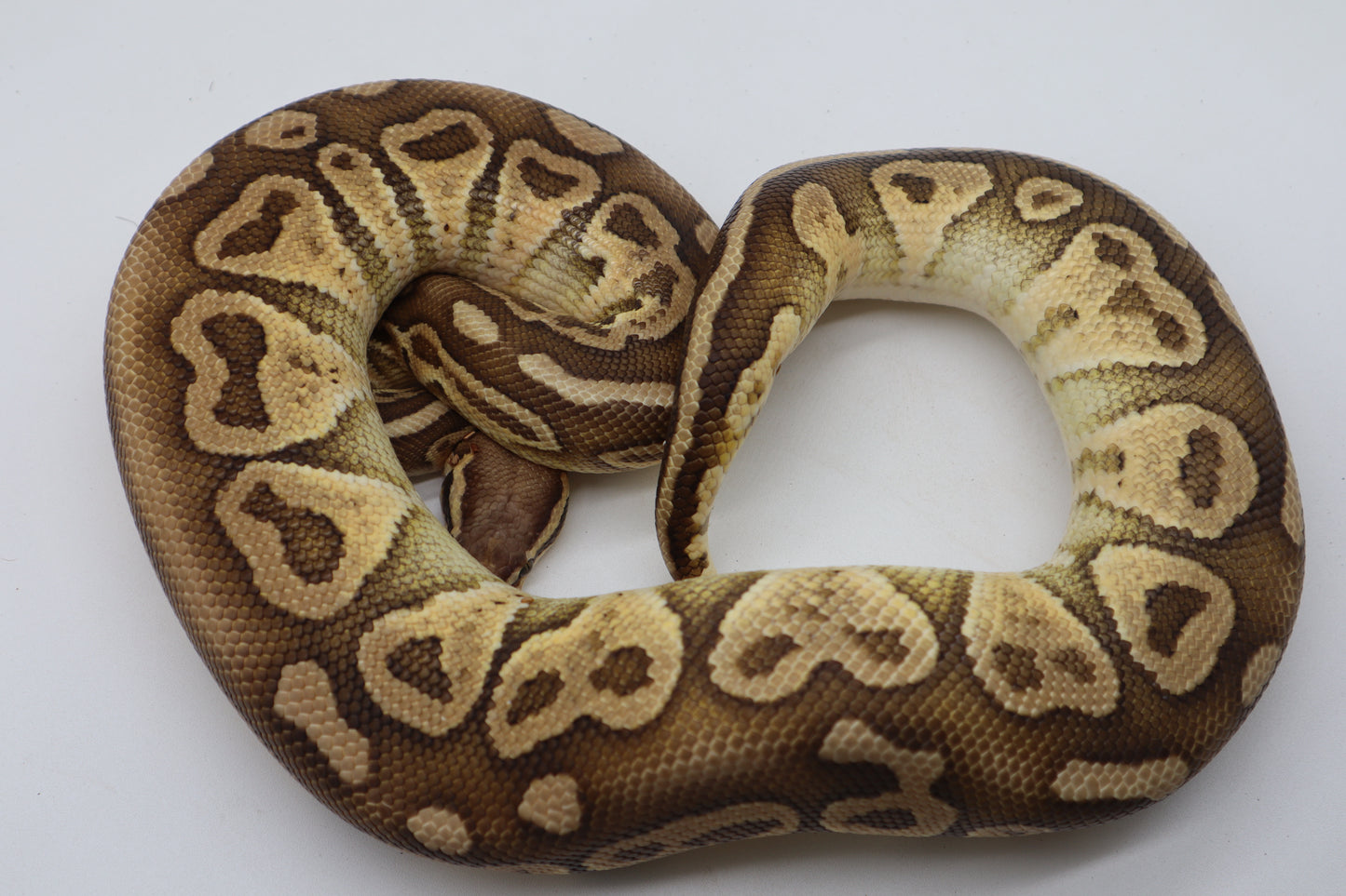 SABLE LESSER LEMON PASTEL - MACHO