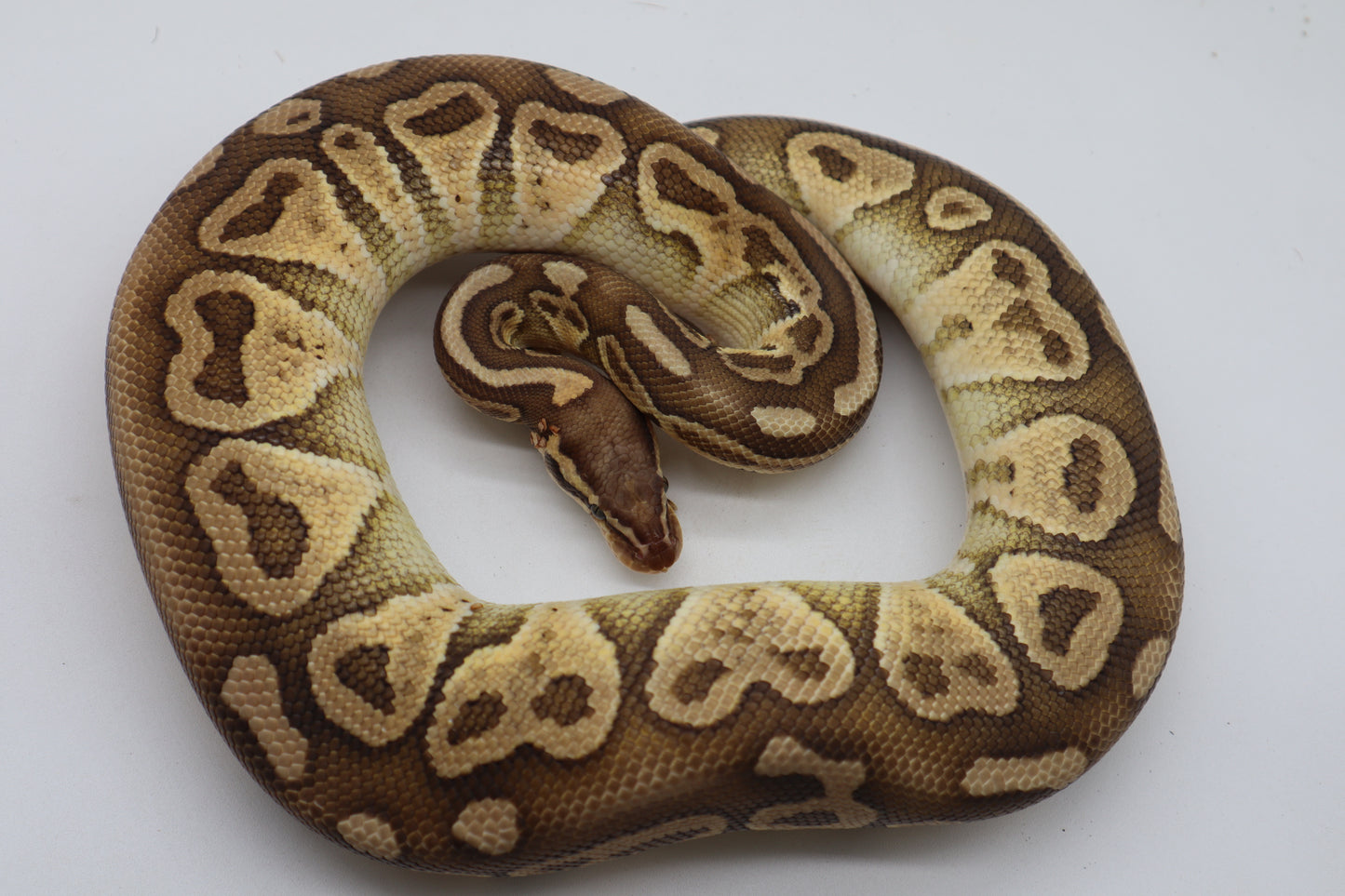 SABLE LESSER LEMON PASTEL - MACHO