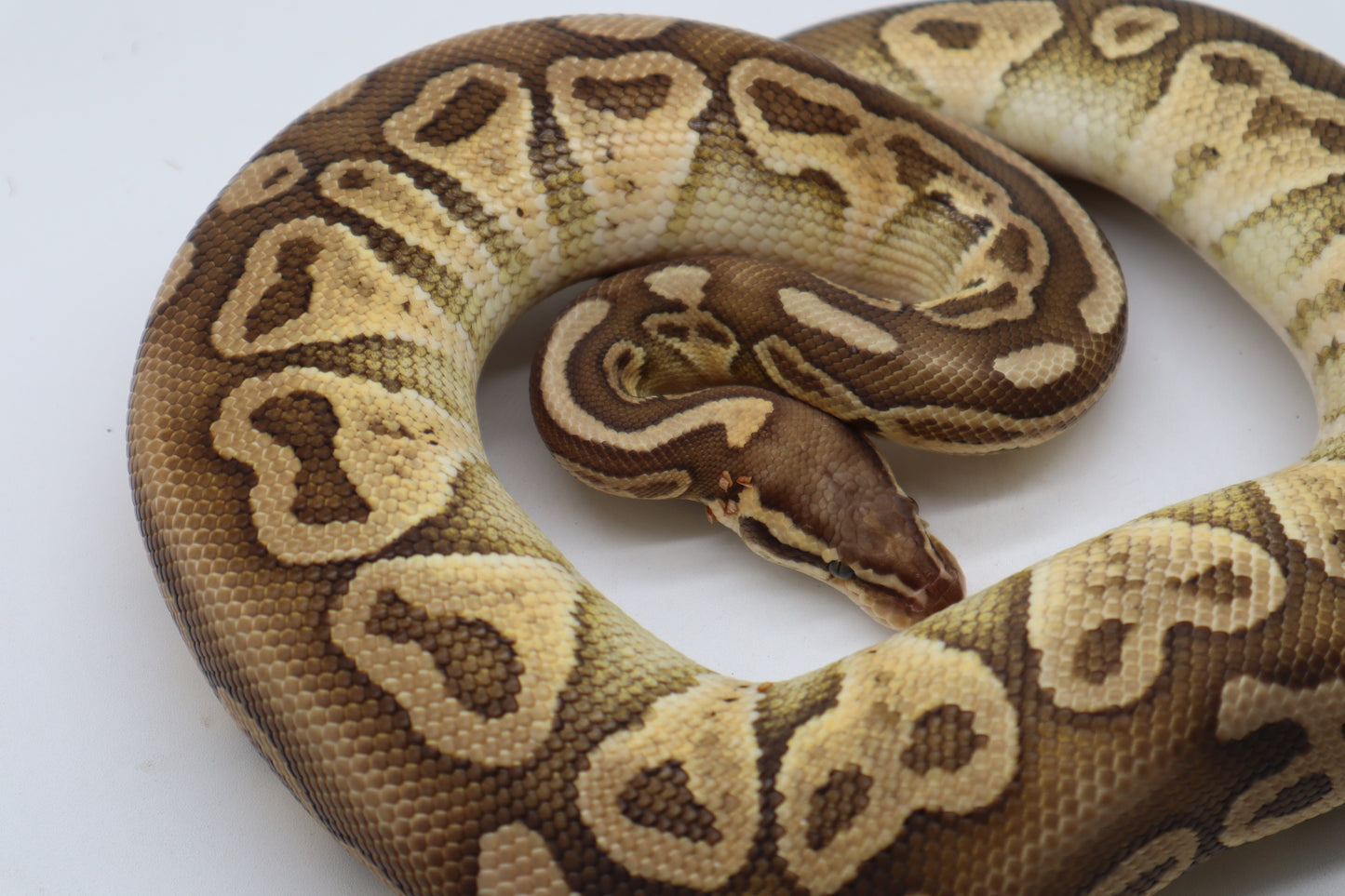 SABLE LESSER LEMON PASTEL - MACHO