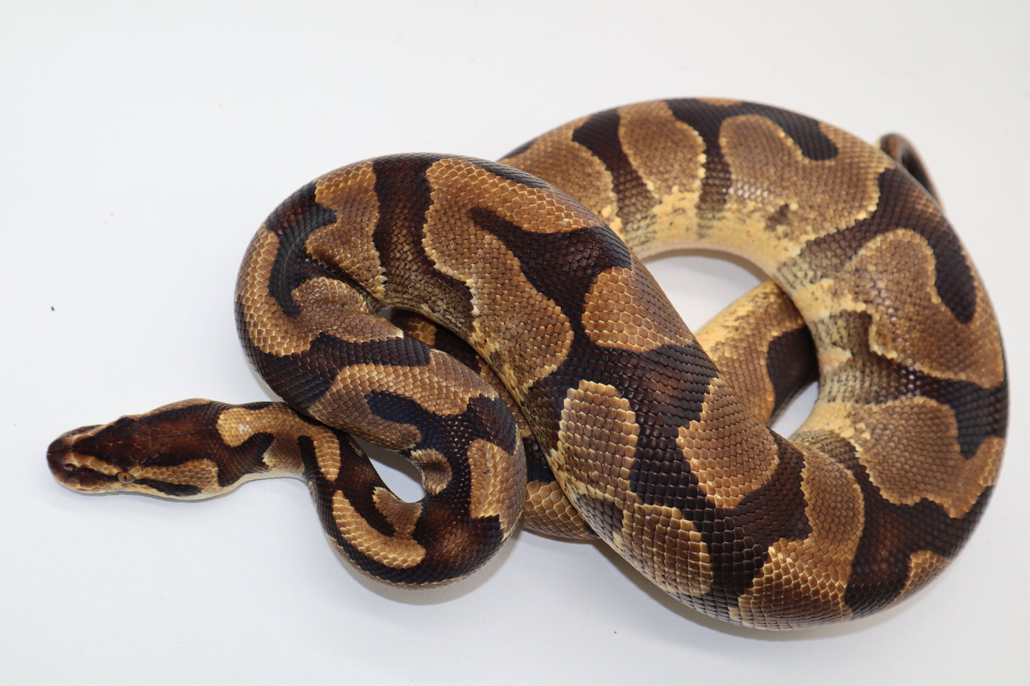 ENCHI YELLOW BELLY - MACHO
