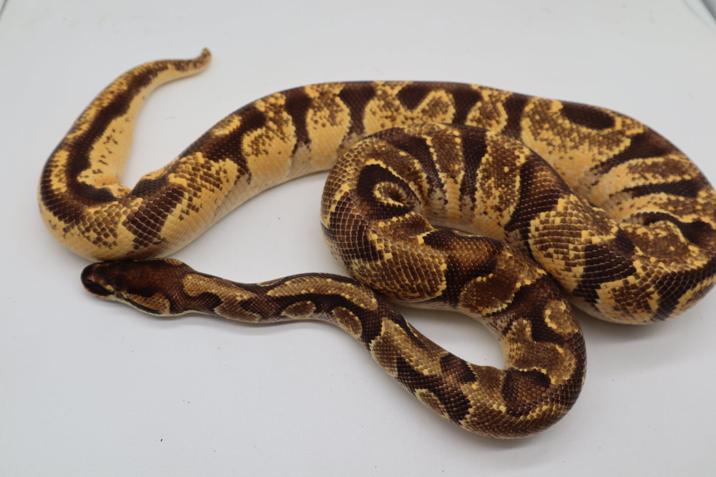 ORANGE DREAM ENCHI YELLOW BELLY - MACHO