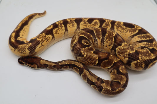 ORANGE DREAM ENCHI YELLOW BELLY - MACHO