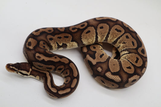 RED STRIPE PASTEL - MACHO