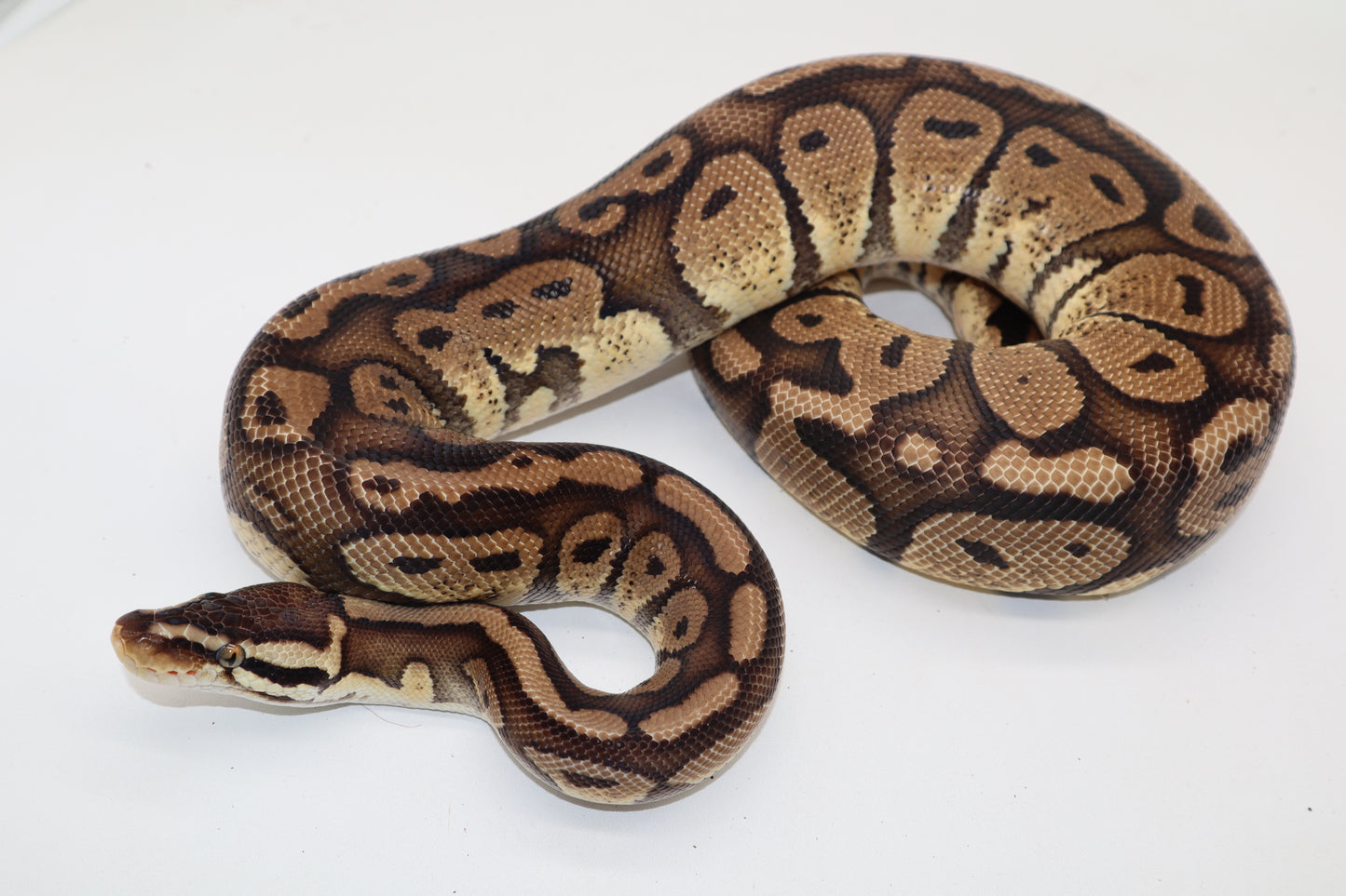 RED STRIPE PASTEL - MACHO