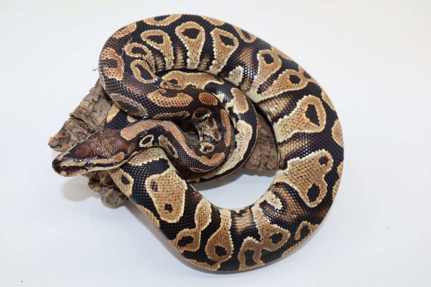 YELLOW BELLY HET. CLOWN - MACHO