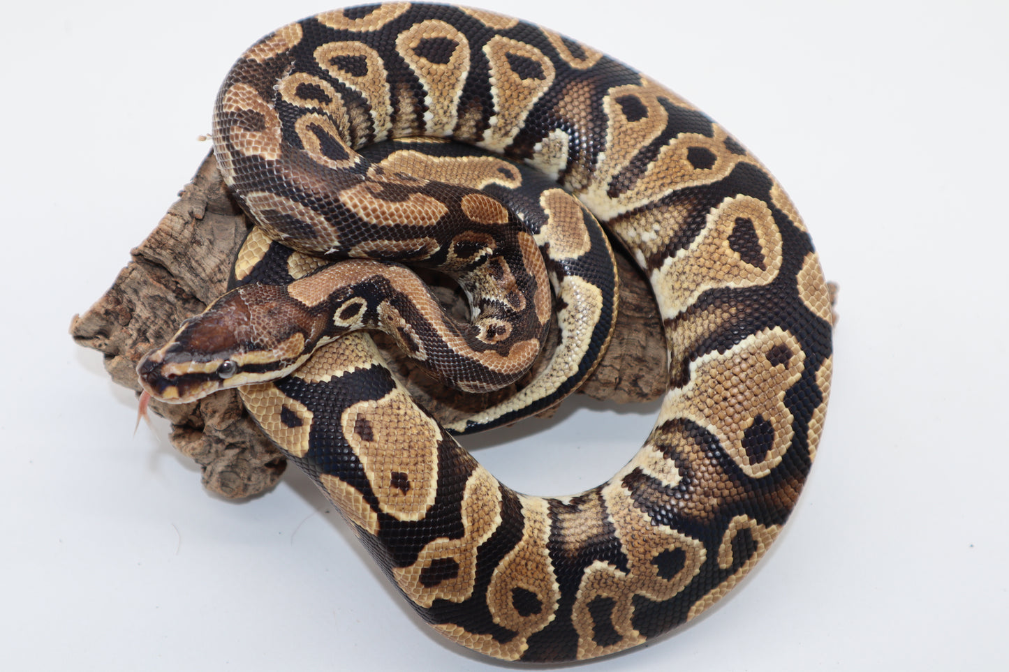 YELLOW BELLY HET. CLOWN - MACHO