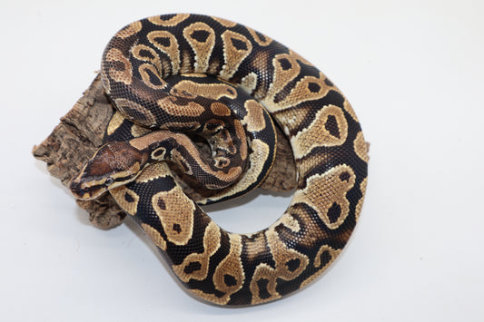 YELLOW BELLY HET. CLOWN - MACHO
