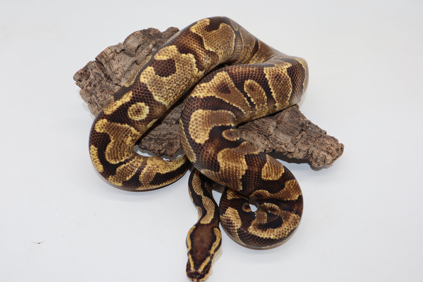 ENCHI YELLOW BELLY - MACHO