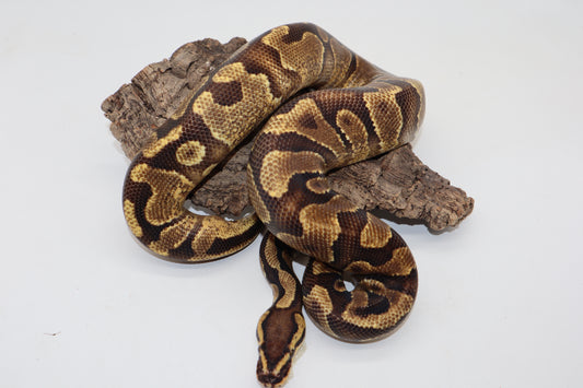 ENCHI YELLOW BELLY - MACHO