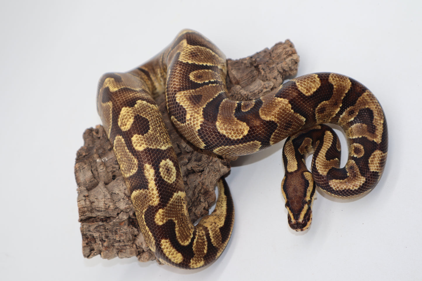 ENCHI YELLOW BELLY - MACHO