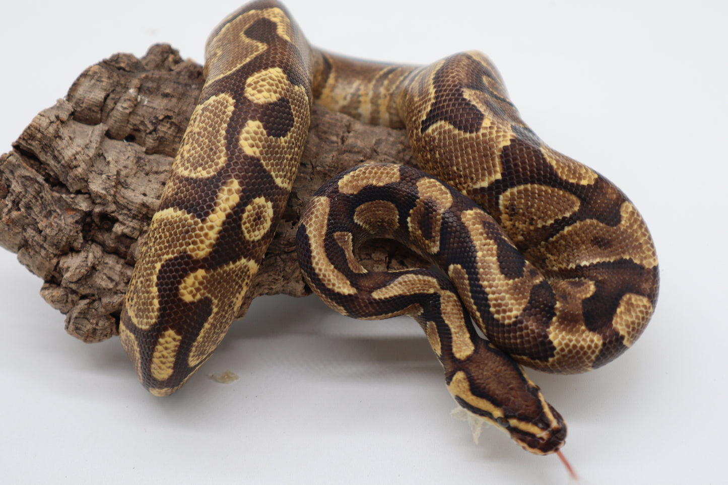 ENCHI YELLOW BELLY - MACHO